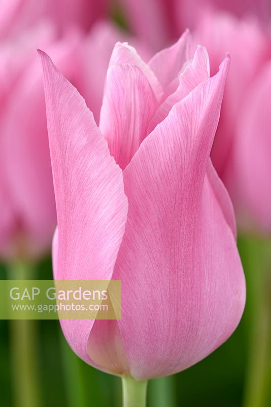 Tulipa  'Mariette' - Tulip Lily-flowered Group  