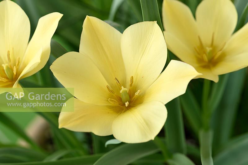 Tulipa linifolia Batalinii Group 'Apricot Jewel' - Tulip 'Apricot Jewel'
