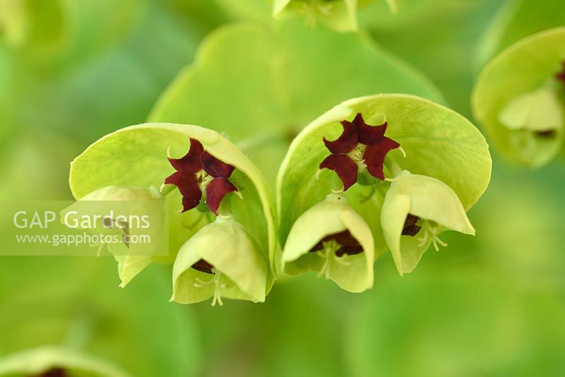 Euphorbia x martini - Martin's spurge  