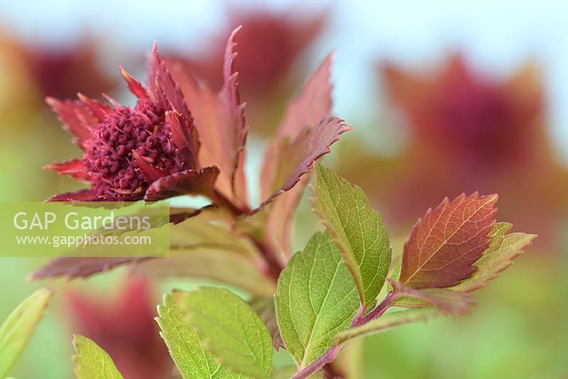 Spiraea  Sparkling Champagne 'Lonspi'  - stem with new growth of leaves and
 buds  