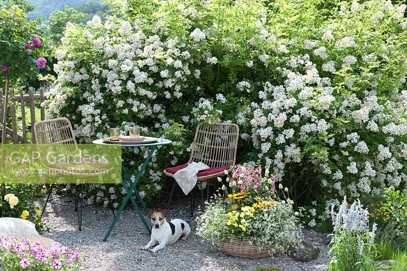 Patio with seating area besides Rosa - rose - bushes, container planting and pet dog