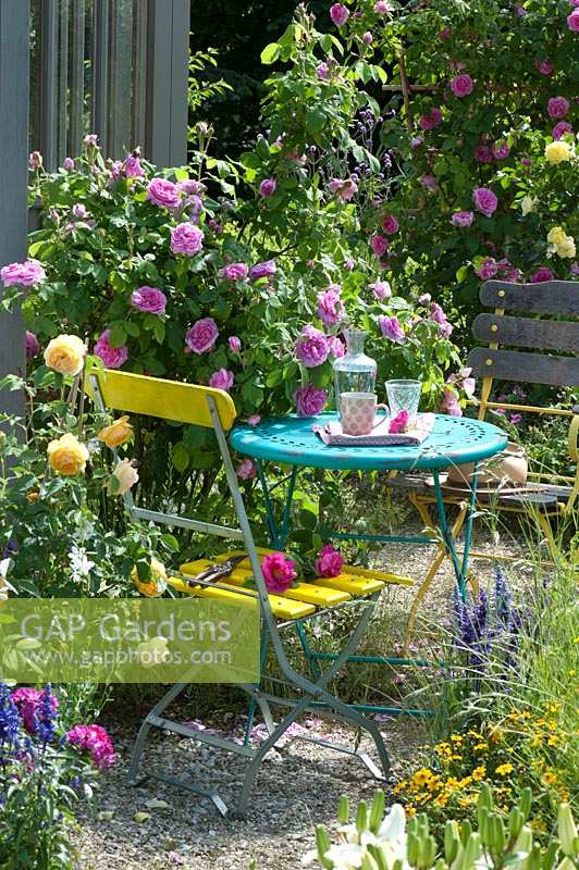 Small sitting area next to Rosa 'Gertrude Jekyll' - rose bushes