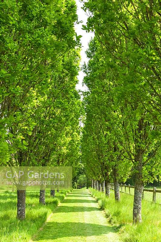 Avenue of Quercus robur 'Fastigiata' 