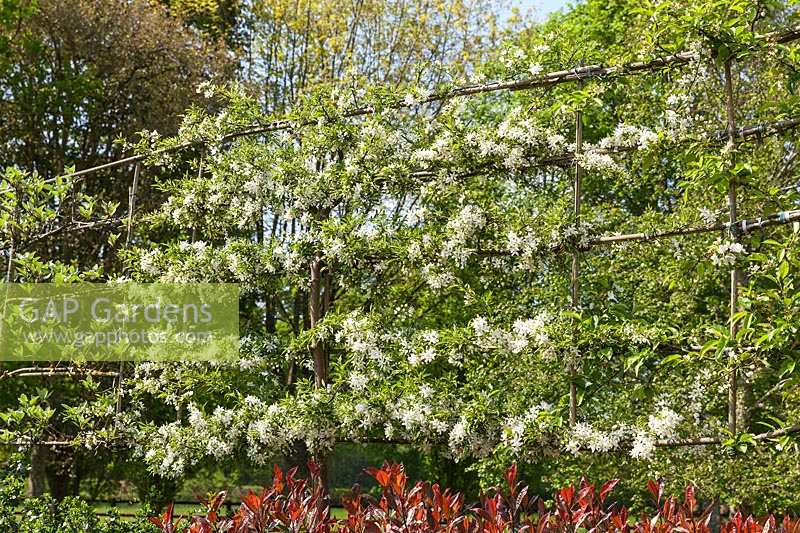 Malus transitoria in blossom - pleached Crabapple trees