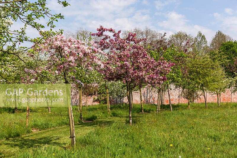 Malus x scheideckeri 'Hillieri' and 'Indian Magic' - Crabapple trees in blossom. 