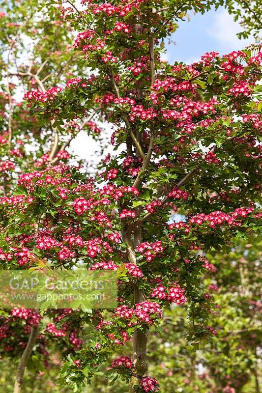 Crataegus laevigata 'Crimson Cloud' - Hawthorn blossom