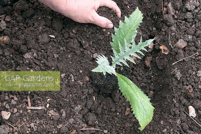 Person planting Cynara scolymus - Globe Artichoke. 