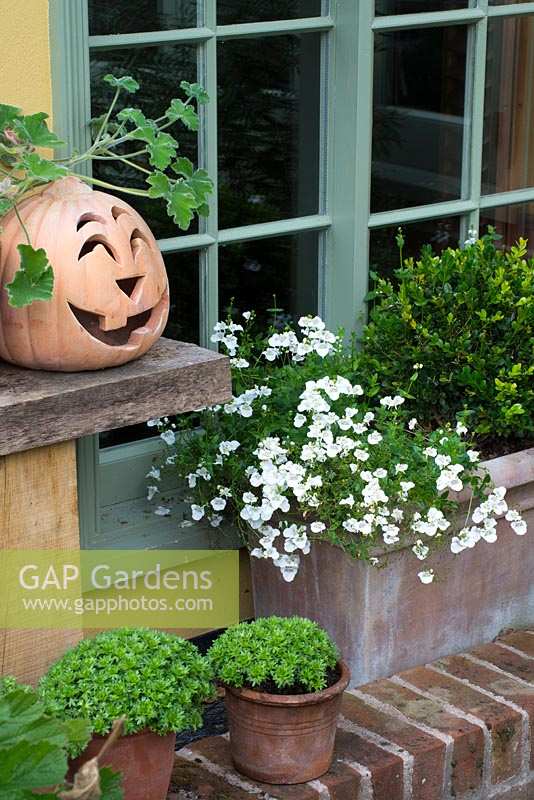 Pumpkin head made from terracotta with scented Pelargonium leaves  Brookside