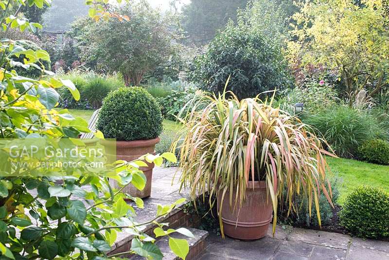 Buxus - box ball - and a Phormium in Italian terrace terracotta feature  pots on a terrace.
