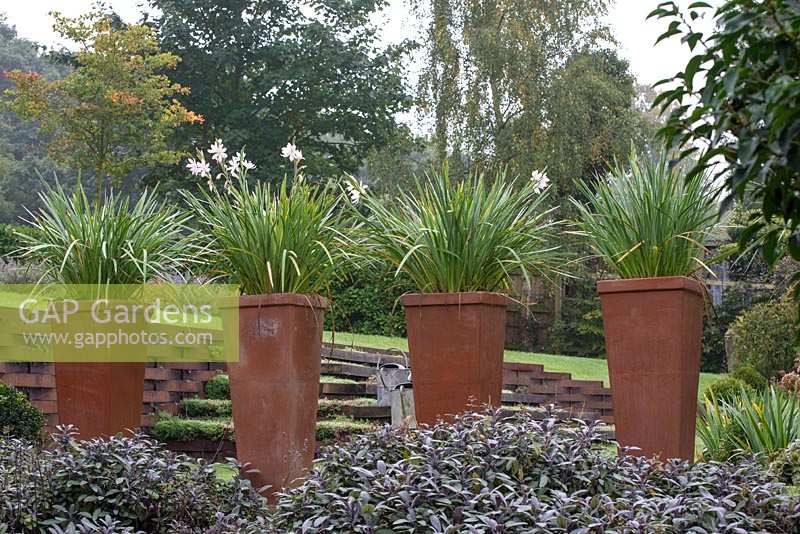 Hesperantha coccinea 'Pink Princess' in row of tall terracotta pots. 