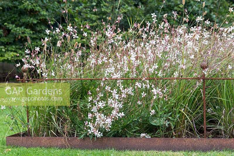 Gaura lindheimeri 'Whirling Butterflies' in square bed with metal edging and 
rustic metal supports, late September. Brookside