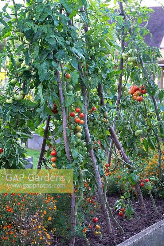 Tomatoes growing on hazel supports outside in a raised bed with Tagetes - marigolds, September. Brookside