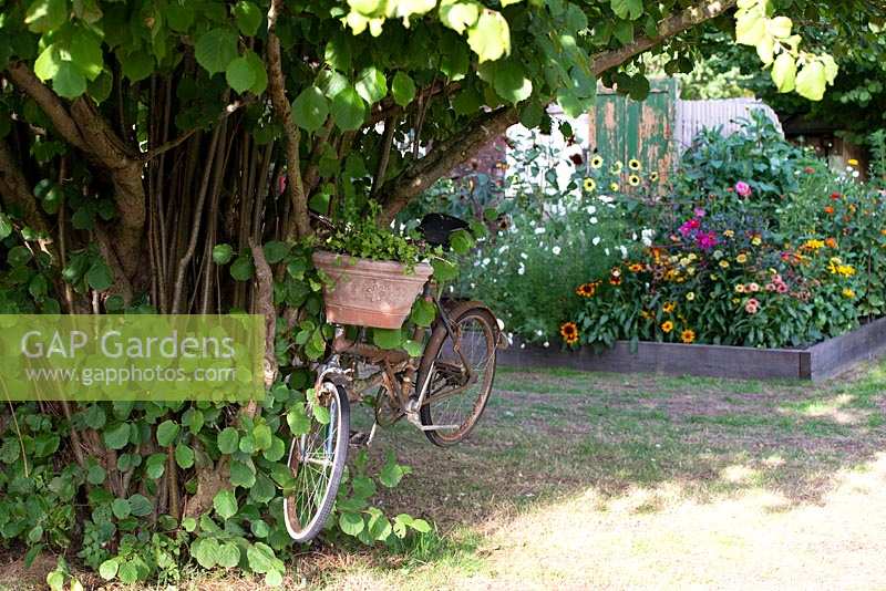 Old bicycle hung in a Corylus tree used to display plants, with view of flowering perennials in raised bed. 