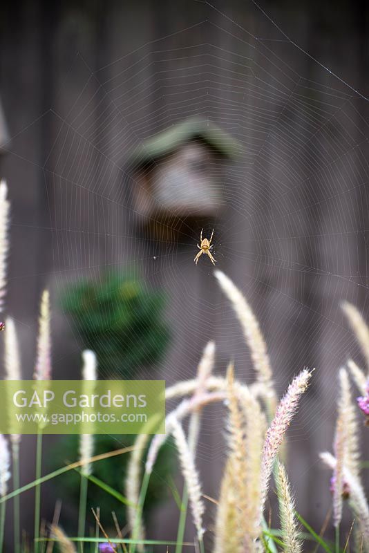 Spider on a web above Pennisetum 'Fairy Tails' - Fountain grass 'Fairy Tails'