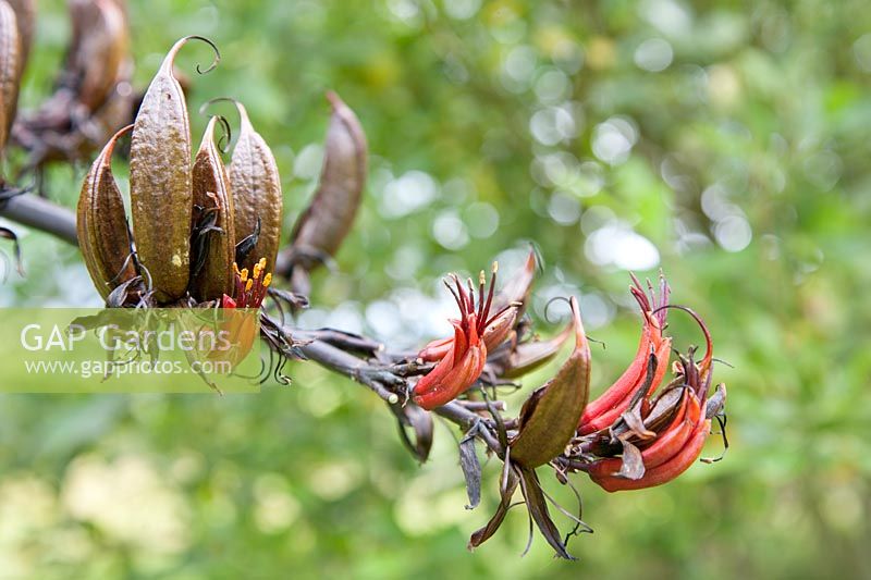 Phormium tenax - New Zealand Flax - Flowers and seeds