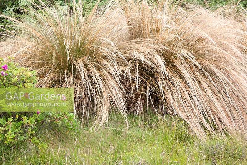 Chionochloa rubra - Red Tussock Grass