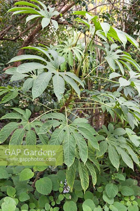 Manihot esculenta - Cassava 