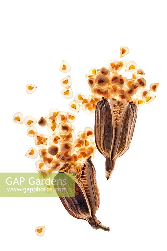 Cardiocrinum giganteum - Giant Himalayan Lily - Seed Pods