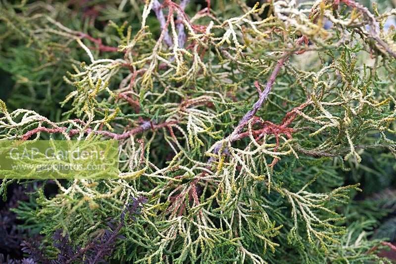 Chamaecyparis obtusa 'Tsatsumi Gold' - Hinoki cypress 'Tsatsumi Gold'
