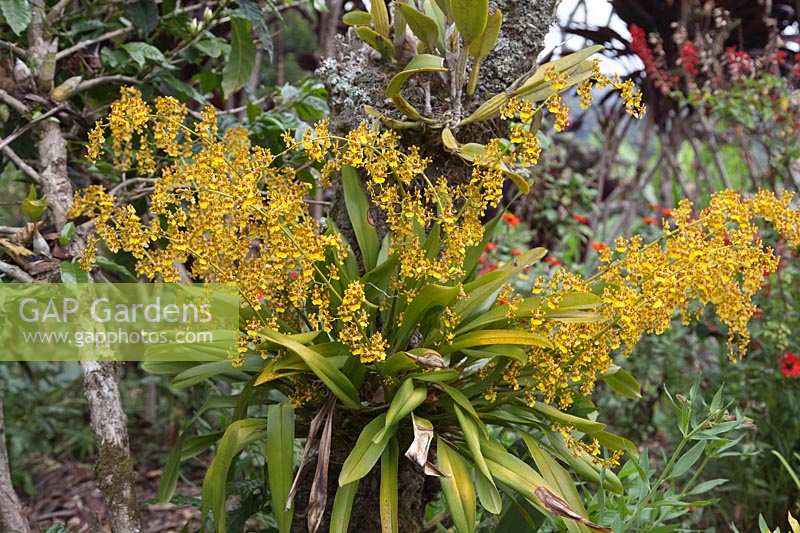 Oncidium orchid growing on tree outside in tropical garden. 