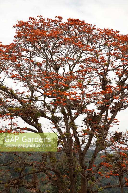 Erythrina poeppigiana with epiphytes growing on the branches. 
