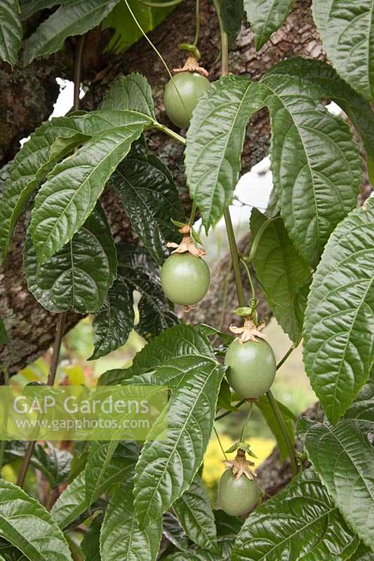 Passiflora edulis fruits growing on vine - Passion Flower - Colombia