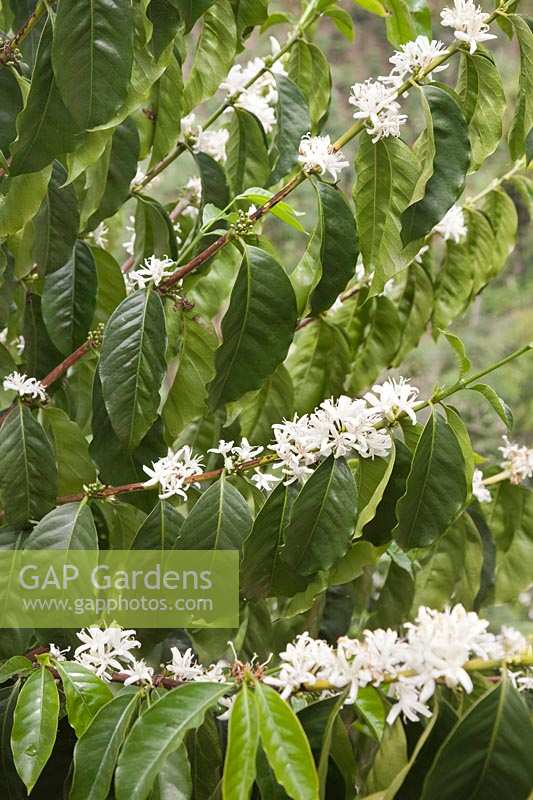 Coffea arabica shrubs with flowers - Colombia