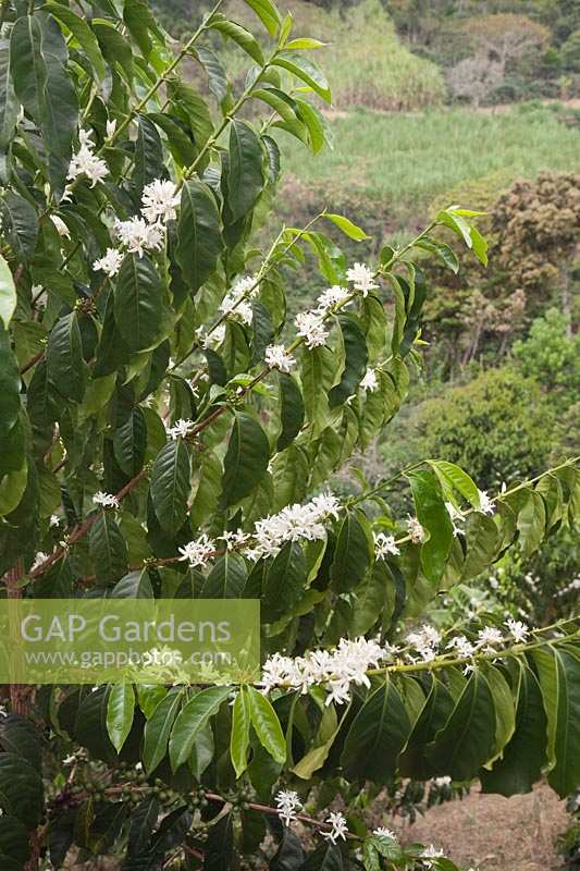 Coffea arabica shrub with flowers and fruit growing in plantation - Colombia