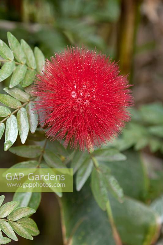 Calliandra haematocephala - Red Powderpuff - Colombia