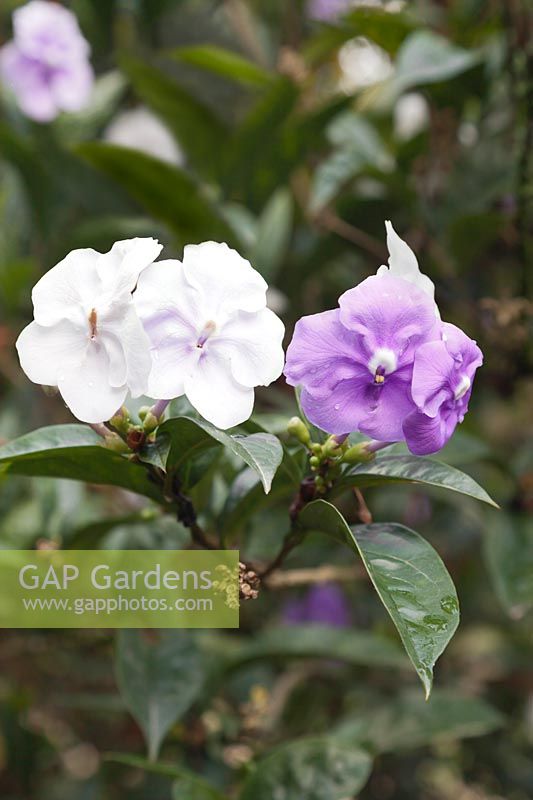 Brunfelsia latifolia - Yesterday Today and Tomorrow Plant - Colombia