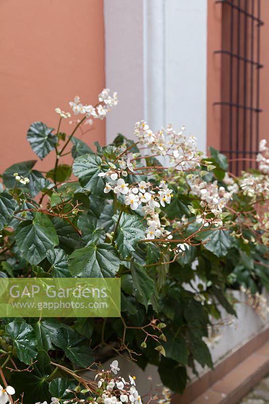 Begonia odorata 'Alba' against terracotta wall - Sweet Begonia - Colombia