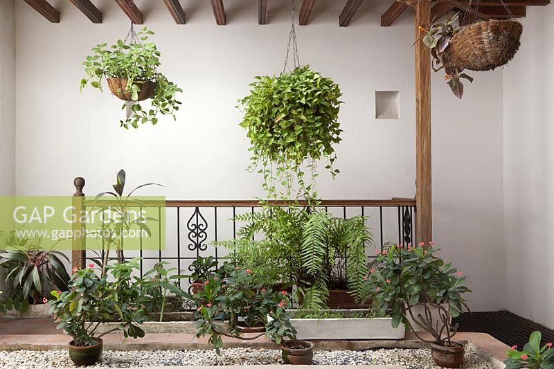 Part-covered patio with painted white walls and a variety of tender plants - Colombia