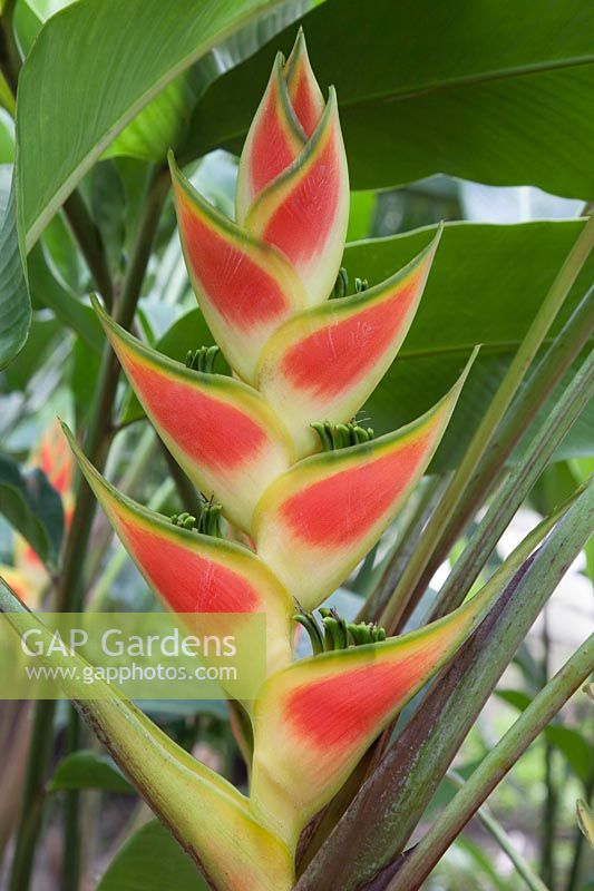 Heliconia wagneriana - Rainbow Plant, Lobster-Claw, Easter Heliconia