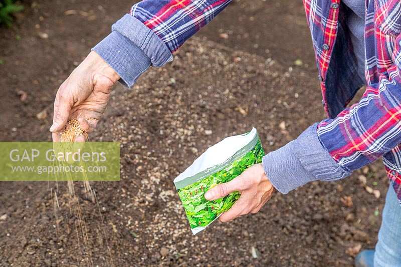 Woman sowing green manure seed in empty bed.