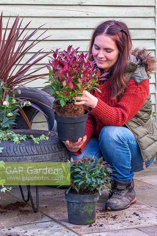 Woman planting Leucothoe - Switch Ivy - in tyre planter.