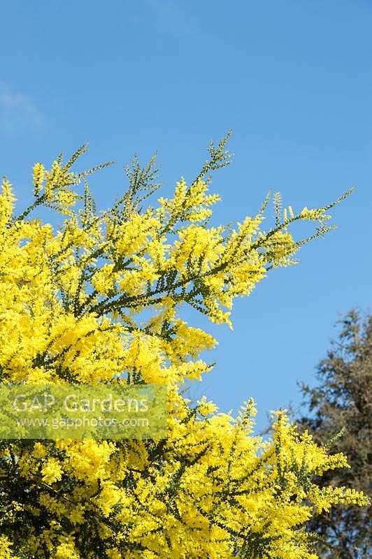 Acacia pravissima - Oven's wattle flowering in spring - April - Surrey 