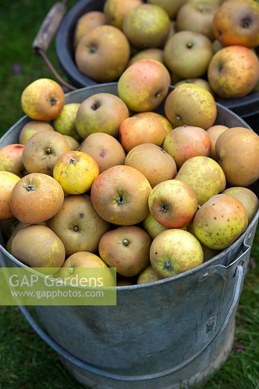 Malus domestica Egremont Russet - Harvested eating apples in a metal bucket - October