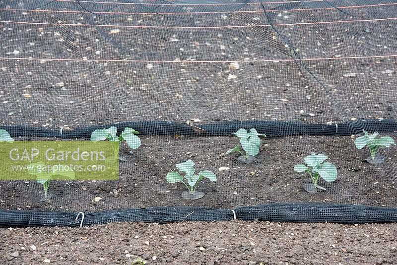 Brassica Oleracea - Young Broccoli 'Ironman'. 
Calabrese plants growing under netting.
