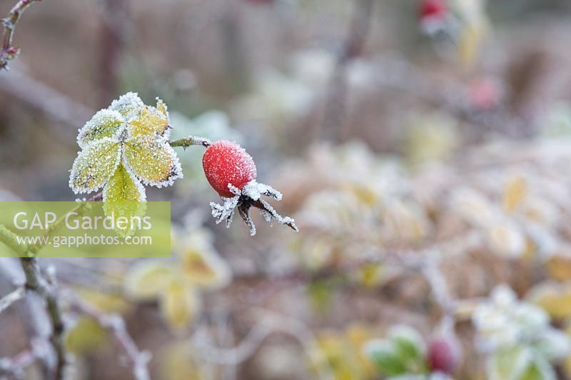 Rosa - Rose hips in winter covered in frost 