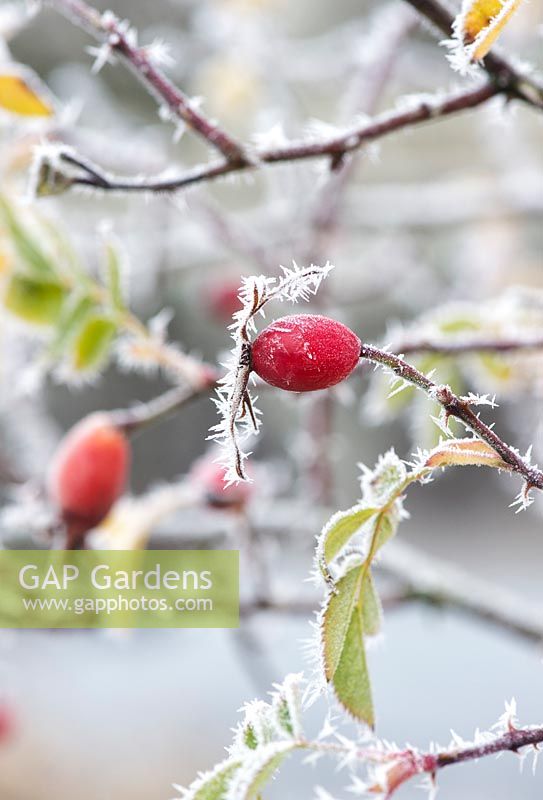 Rosa - Rose hips in winter covered in frost 
