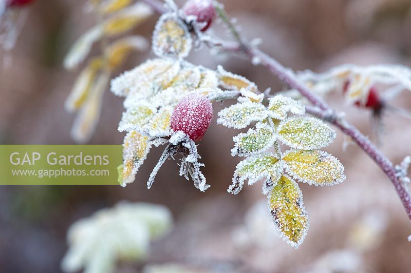 Rosa - Rose hips in winter covered in frost