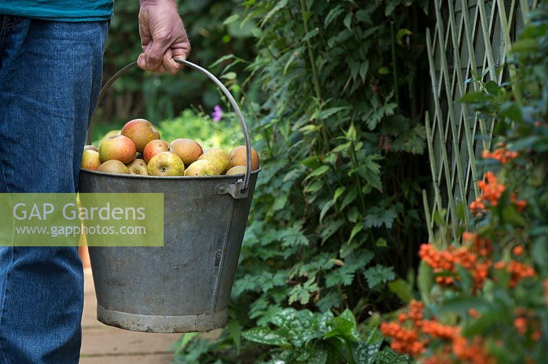 Malus domestica Egremont Russet - Gardener carrying a bucket of harvested eating apples