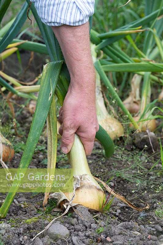 Allium cepa - Gardener pulling up an onion from a cottage garden vegetable patch