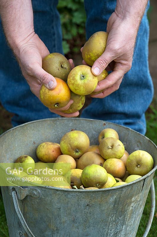 Malus domestica Egremont Russet - Gardener with a bucket of harvested eating apples 