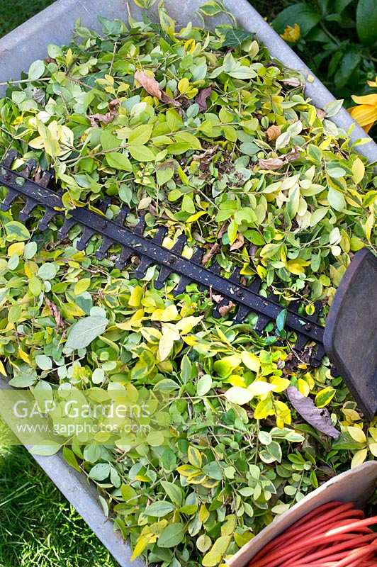 Trimming a garden hedge with hedge trimmers 