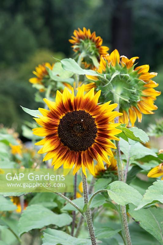Helianthus annuus 'Ring of Fire' - Sunflower 'Ring of Fire'