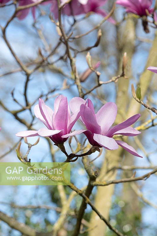Magnolia 'Serene' flowers - March - Surrey