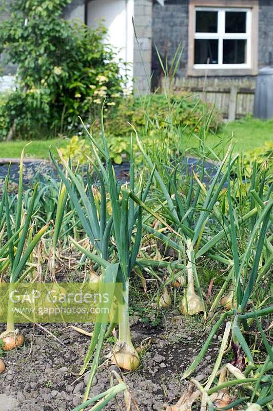Allium cepa - Onions in a cottage garden vegetable patch