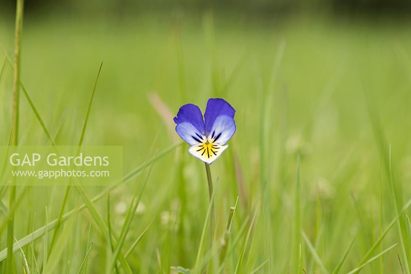 Viola tricolor - Wild pansy - Heartsease flower in grass