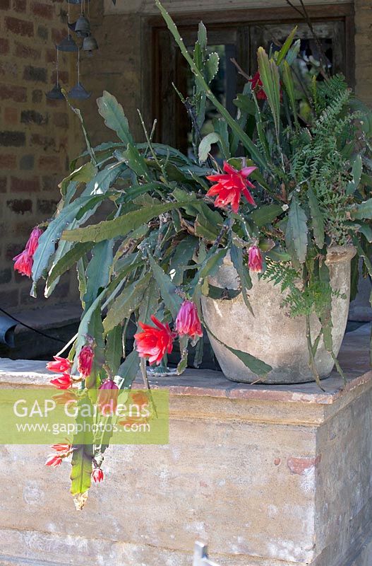 Schlumbergera red in clay pot.